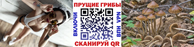 МЕГА ONION  Аргун  Псилоцибиновые грибы Psilocybine cubensis 