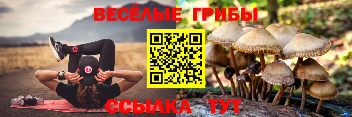 Псилоцибиновые грибы Psilocybe  Аргун  Псилоцибиновые грибы мицелий 
